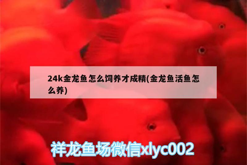 24k金龍魚怎么飼養(yǎng)才成精(金龍魚活魚怎么養(yǎng)) 紅龍福龍魚