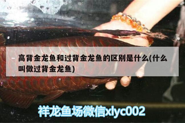 高背金龍魚和過背金龍魚的區(qū)別是什么(什么叫做過背金龍魚)