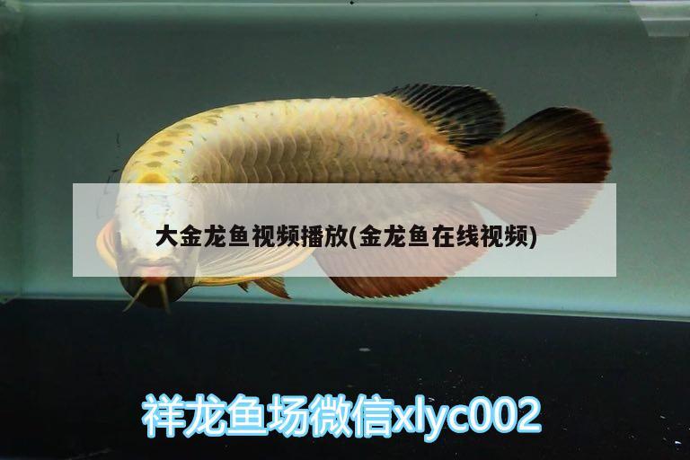 大金龍魚(yú)視頻播放(金龍魚(yú)在線視頻)