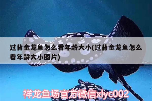 過背金龍魚怎么看年齡大小(過背金龍魚怎么看年齡大小圖片)