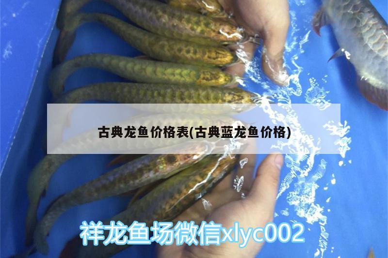 古典龍魚價(jià)格表(古典藍(lán)龍魚價(jià)格) 賽級紅龍魚