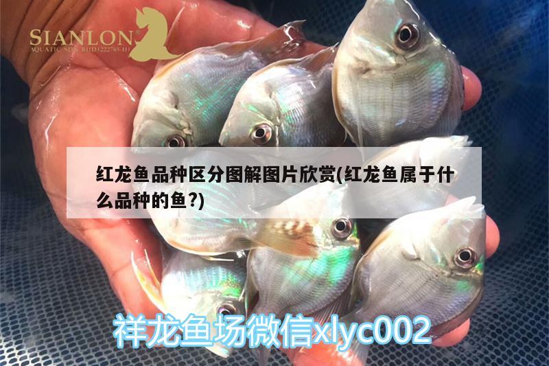 龍魚蒙眼怎么處理（龍魚蒙眼怎么處理干凈） 飛鳳魚苗