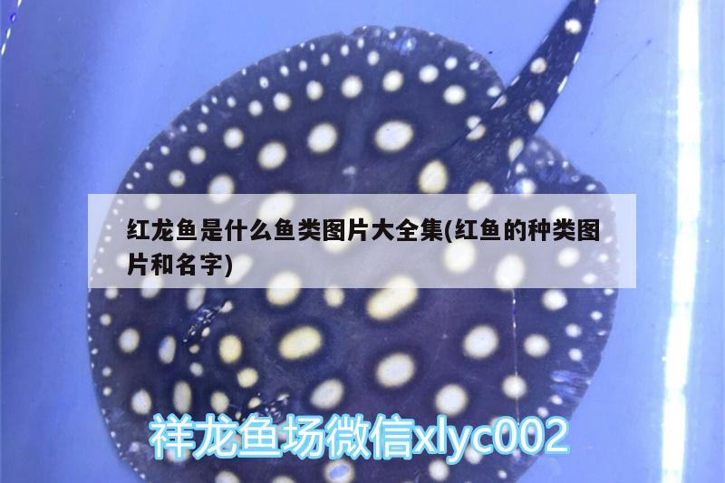 帝王羅漢魚(yú)屬于什么系：帝王泰金羅漢魚(yú)