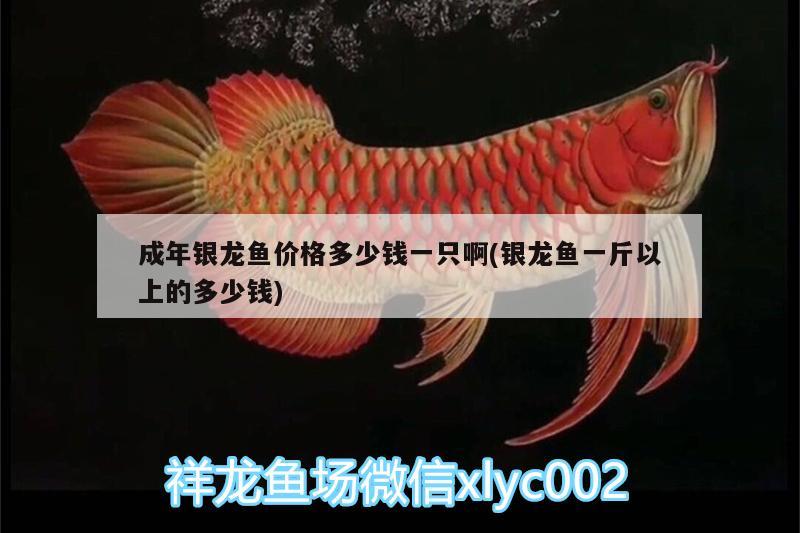 成年銀龍魚(yú)價(jià)格多少錢(qián)一只啊(銀龍魚(yú)一斤以上的多少錢(qián))