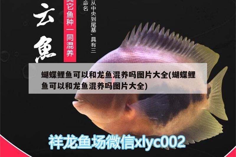 蝴蝶鯉魚(yú)可以和龍魚(yú)混養(yǎng)嗎圖片大全(蝴蝶鯉魚(yú)可以和龍魚(yú)混養(yǎng)嗎圖片大全)