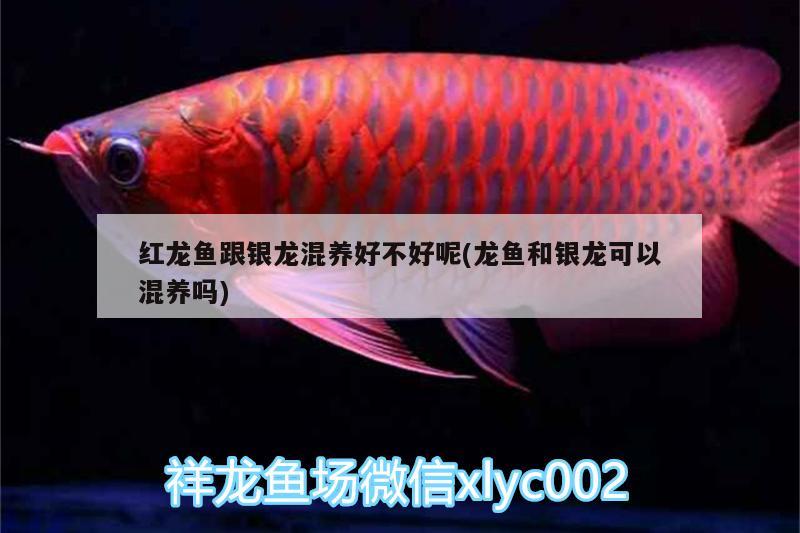 紅龍魚跟銀龍混養(yǎng)好不好呢(龍魚和銀龍可以混養(yǎng)嗎) 龍魚百科