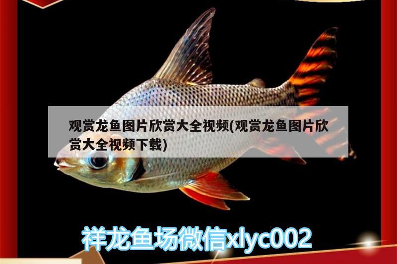 觀賞龍魚(yú)圖片欣賞大全視頻(觀賞龍魚(yú)圖片欣賞大全視頻下載) 巨骨舌魚(yú)