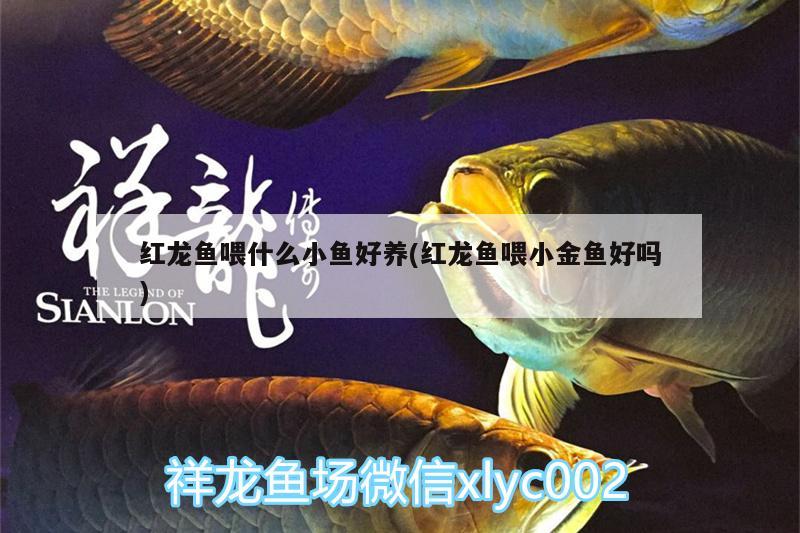 紅龍魚喂什么小魚好養(yǎng)(紅龍魚喂小金魚好嗎) 白子紅龍魚