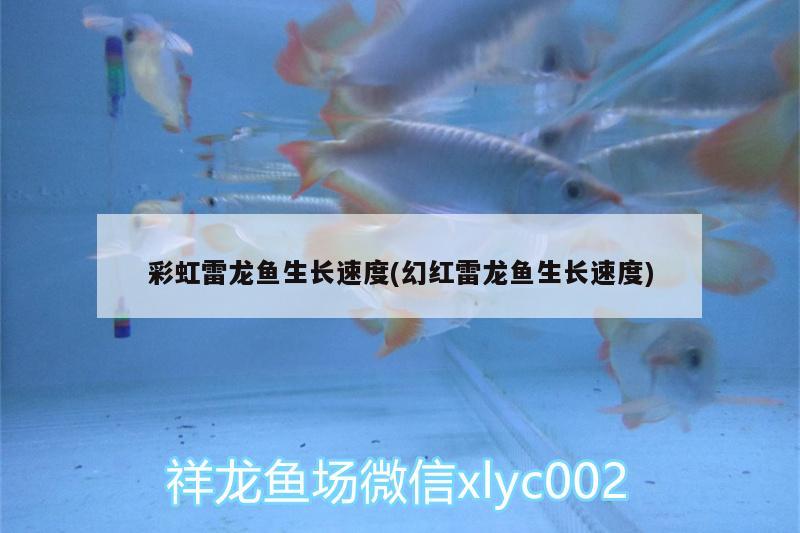 彩虹雷龍魚生長速度(幻紅雷龍魚生長速度)