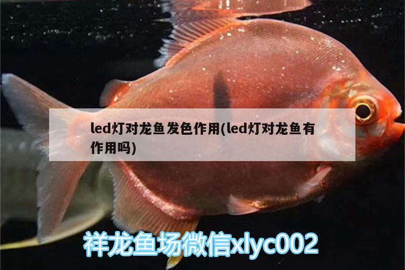 led燈對龍魚發(fā)色作用(led燈對龍魚有作用嗎)