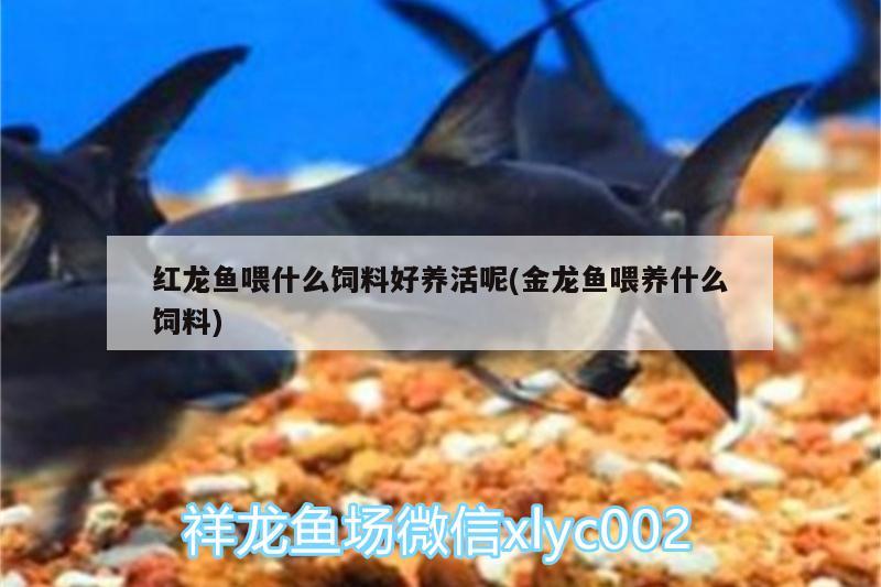 紅龍魚喂什么飼料好養(yǎng)活呢(金龍魚喂養(yǎng)什么飼料) 蝴蝶鯉魚苗