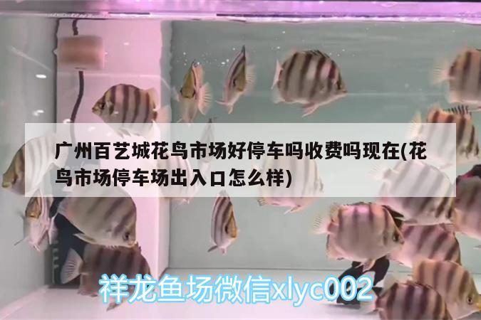 臨滄觀賞魚(yú)市場(chǎng)大家早上好 觀賞魚(yú)市場(chǎng)（混養(yǎng)魚(yú)） 第2張