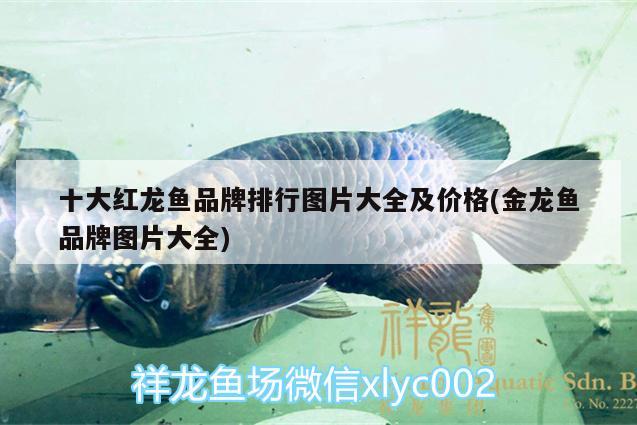 十大紅龍魚品牌排行圖片大全及價(jià)格(金龍魚品牌圖片大全)