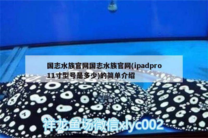 國志水族官網(wǎng)國志水族官網(wǎng)(ipadpro11寸型號(hào)是多少)的簡(jiǎn)單介紹