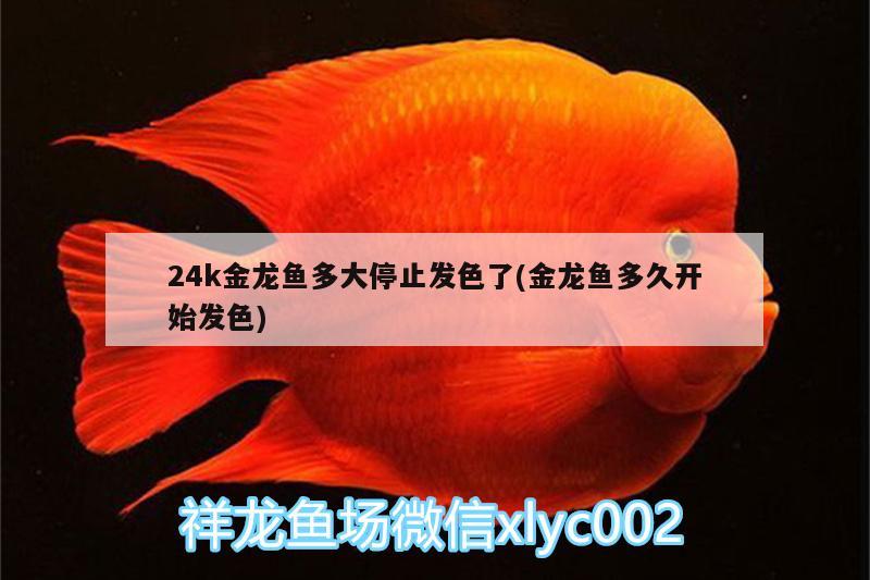 24k金龍魚多大停止發(fā)色了(金龍魚多久開始發(fā)色)