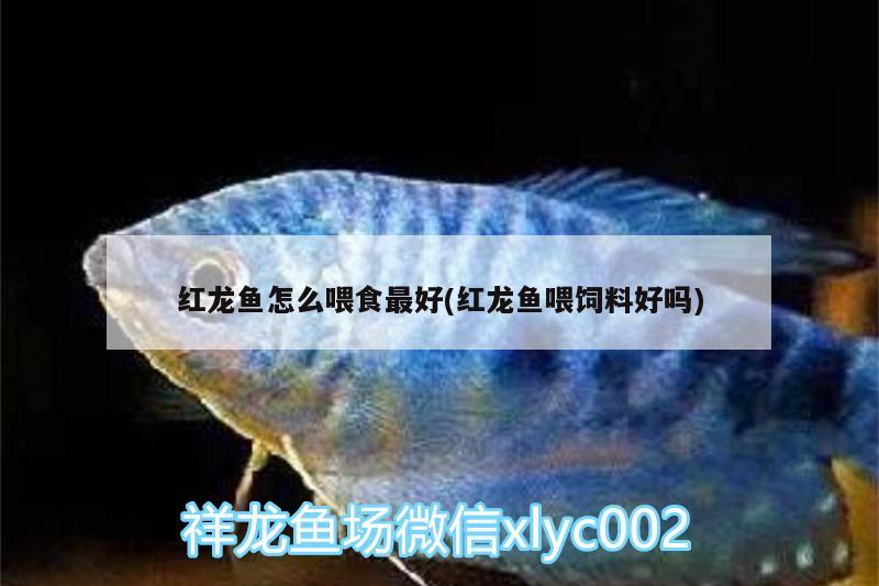 如何布置魚缸養(yǎng)水草視頻：如何布置魚缸養(yǎng)水草視頻教程 水草 第3張