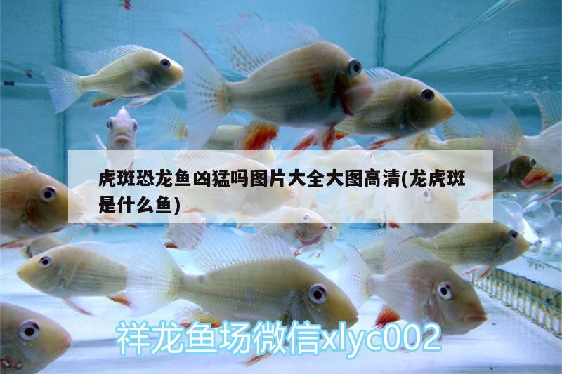 虎斑恐龍魚兇猛嗎圖片大全大圖高清(龍虎斑是什么魚) 虎斑恐龍魚