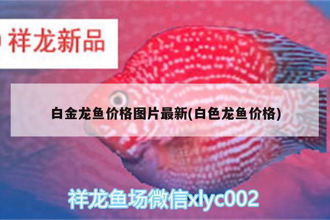 白金龍魚價格圖片最新(白色龍魚價格)