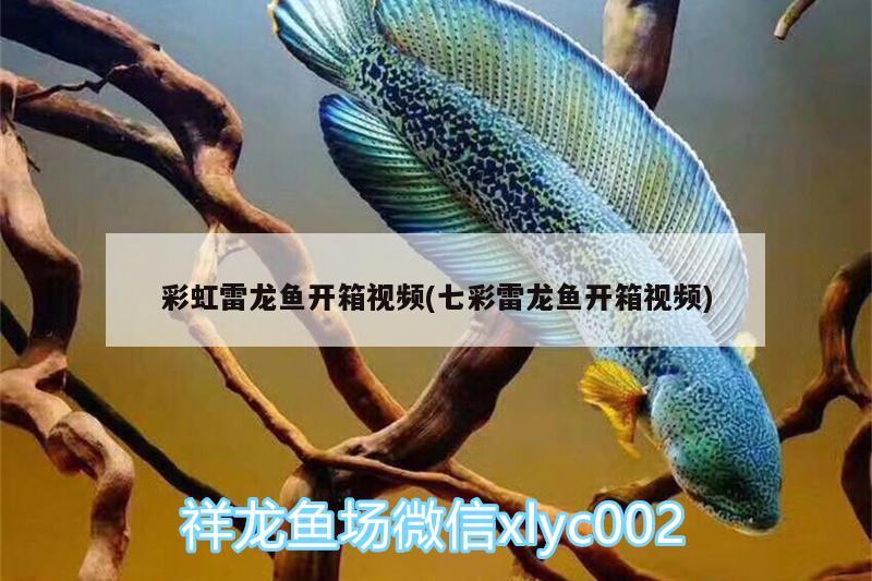 彩虹雷龍魚開箱視頻(七彩雷龍魚開箱視頻) 粗線銀版魚