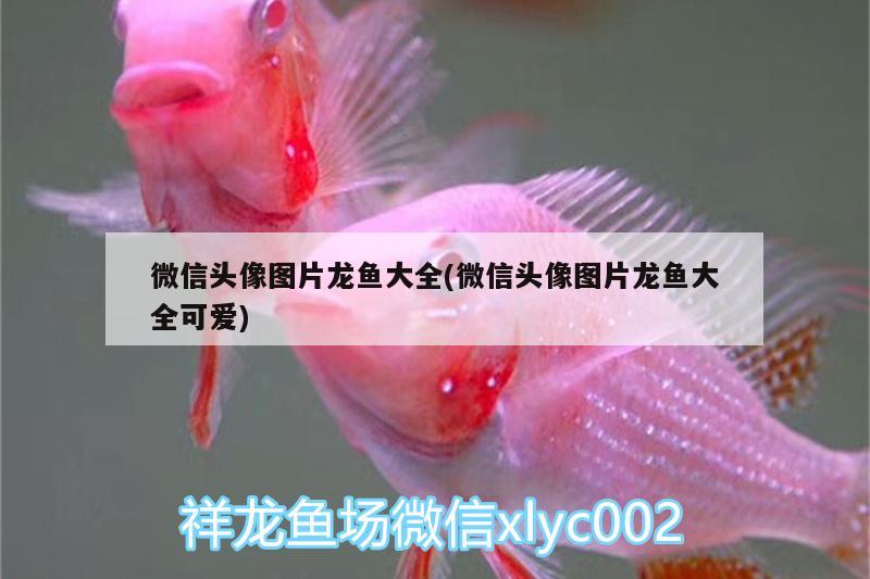 微信頭像圖片龍魚大全(微信頭像圖片龍魚大全可愛) 綠皮皇冠豹魚