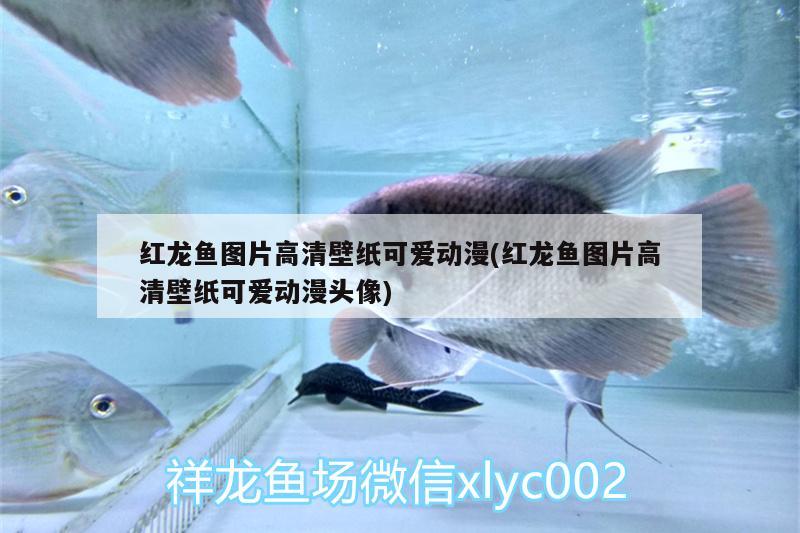 紅龍魚圖片高清壁紙可愛動漫(紅龍魚圖片高清壁紙可愛動漫頭像) 熊貓異形魚L46