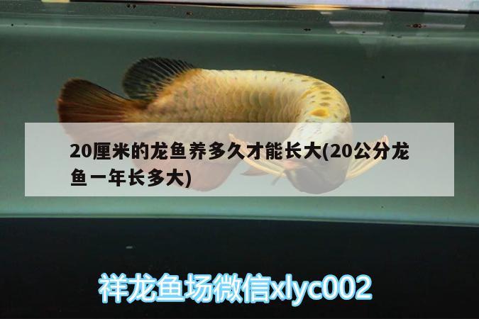 20厘米的龍魚養(yǎng)多久才能長大(20公分龍魚一年長多大)