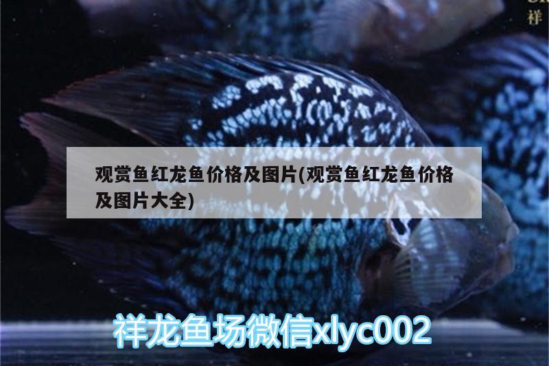 觀賞魚紅龍魚價格及圖片(觀賞魚紅龍魚價格及圖片大全) 申古三間魚 第1張