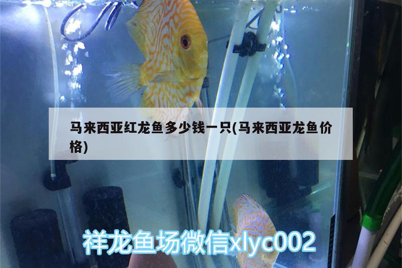 馬來西亞紅龍魚多少錢一只(馬來西亞龍魚價格)