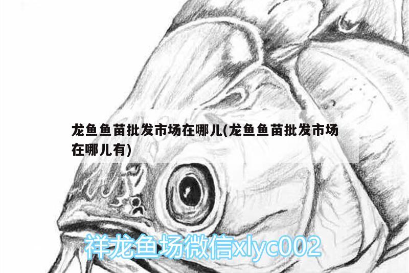 龍魚(yú)魚(yú)苗批發(fā)市場(chǎng)在哪兒(龍魚(yú)魚(yú)苗批發(fā)市場(chǎng)在哪兒有)