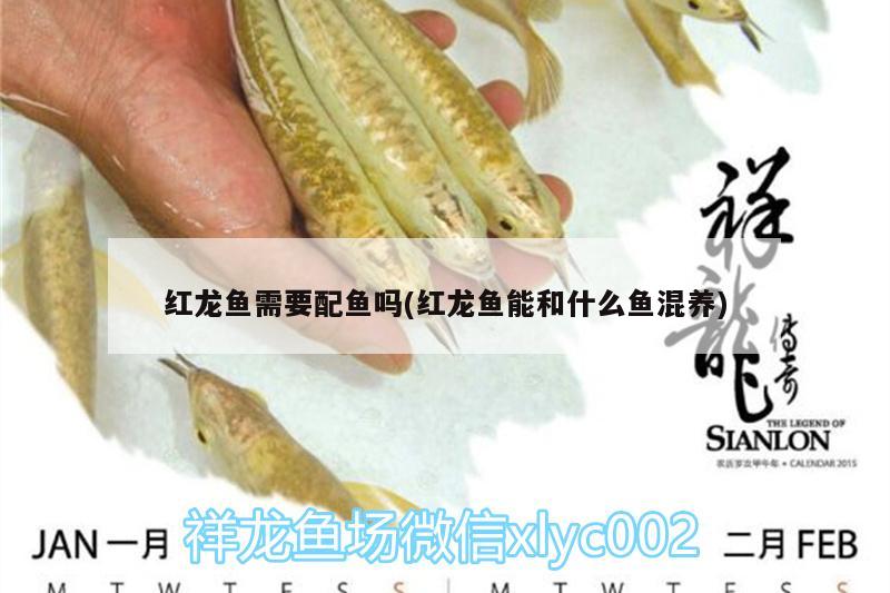 紅龍魚需要配魚嗎(紅龍魚能和什么魚混養(yǎng)) 白子金龍魚