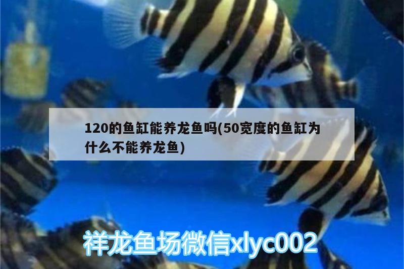 120的魚缸能養(yǎng)龍魚嗎(50寬度的魚缸為什么不能養(yǎng)龍魚) 野彩魚