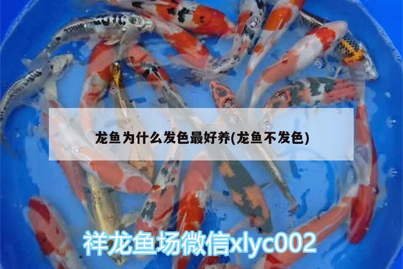 龍魚為什么發(fā)色最好養(yǎng)(龍魚不發(fā)色)