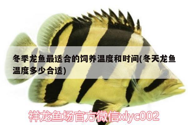 冬季龍魚最適合的飼養(yǎng)溫度和時間(冬天龍魚溫度多少合適)