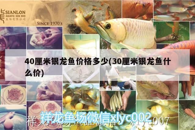 40厘米銀龍魚價(jià)格多少(30厘米銀龍魚什么價(jià)) 銀龍魚