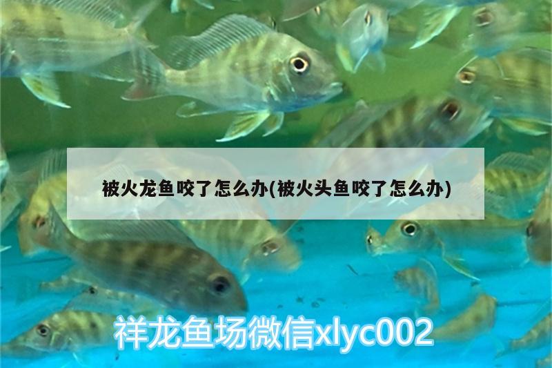 被火龍魚咬了怎么辦(被火頭魚咬了怎么辦)