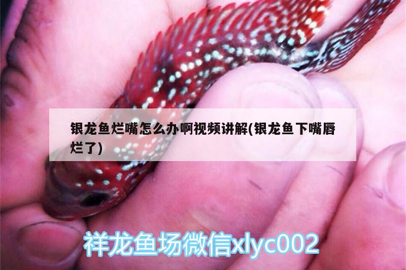 銀龍魚爛嘴怎么辦啊視頻講解(銀龍魚下嘴唇爛了)