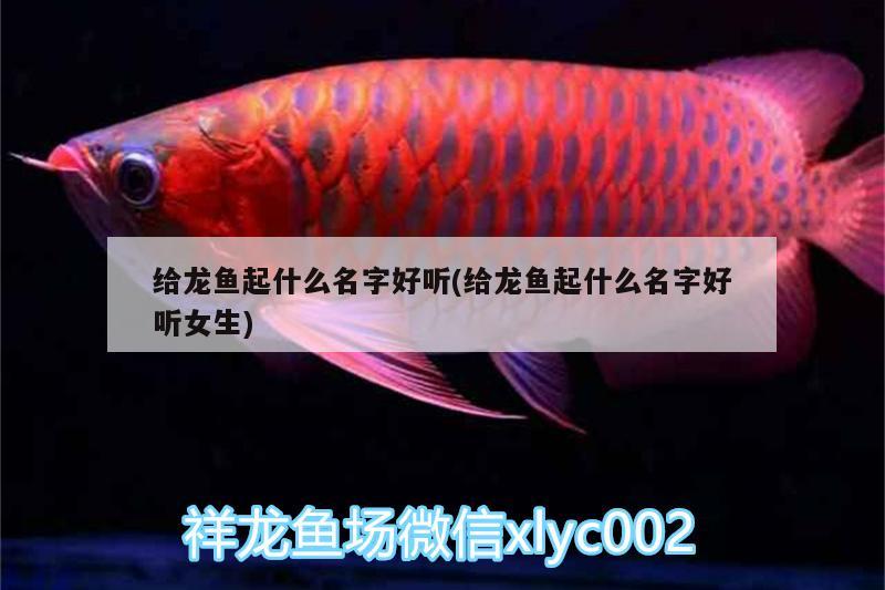 給龍魚起什么名字好聽(給龍魚起什么名字好聽女生) 肺魚