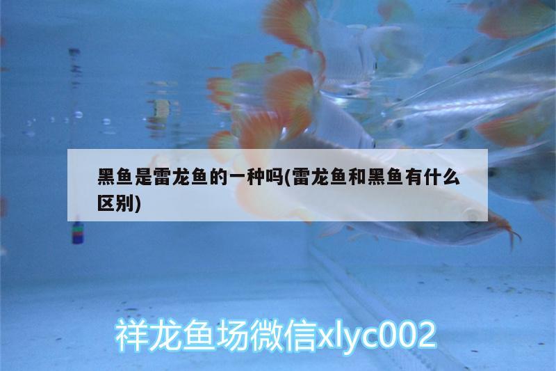 黑魚(yú)是雷龍魚(yú)的一種嗎(雷龍魚(yú)和黑魚(yú)有什么區(qū)別)