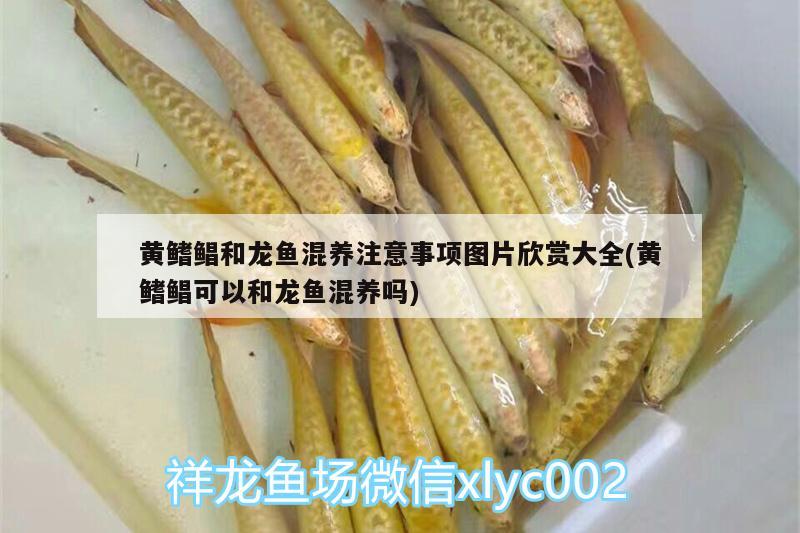 黃鰭鯧和龍魚(yú)混養(yǎng)注意事項(xiàng)圖片欣賞大全(黃鰭鯧可以和龍魚(yú)混養(yǎng)嗎)