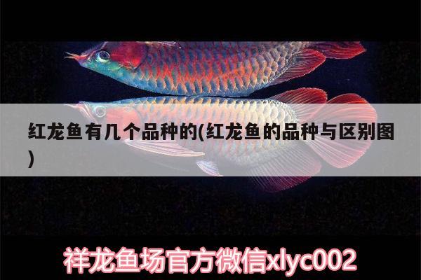 銀龍魚撞掉鱗多久可以復(fù)原，銀龍魚掉鱗多久可以復(fù)原（關(guān)于銀龍魚生病的問(wèn)題） 銀龍魚 第1張