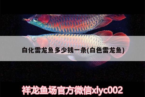 白化雷龍魚多少錢一條(白色雷龍魚)