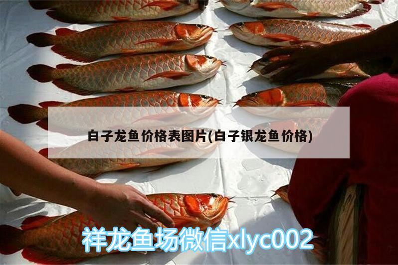 白子龍魚價(jià)格表圖片(白子銀龍魚價(jià)格)