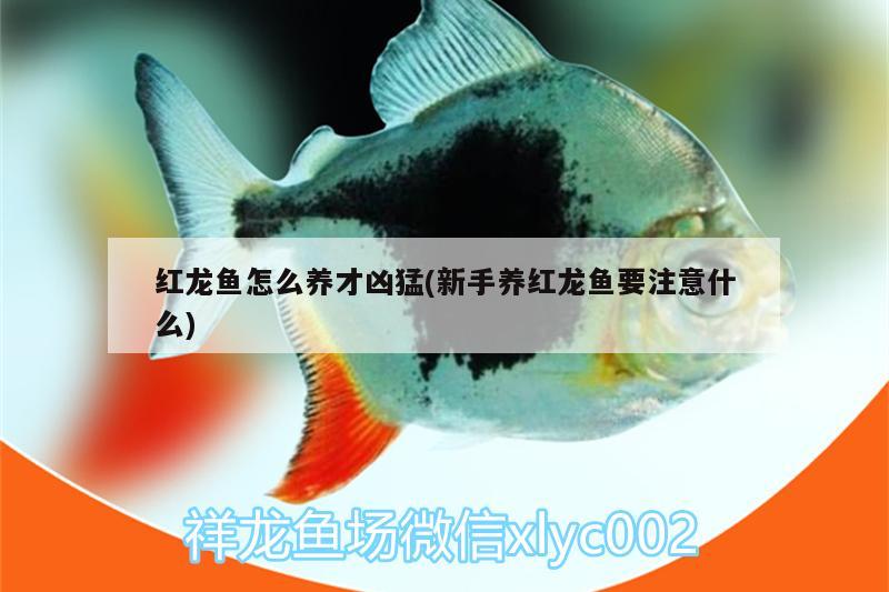 紅龍魚怎么養(yǎng)才兇猛(新手養(yǎng)紅龍魚要注意什么)