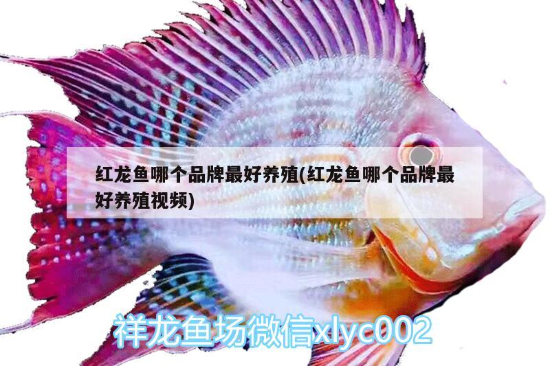 紅龍魚哪個品牌最好養(yǎng)殖(紅龍魚哪個品牌最好養(yǎng)殖視頻) 吉羅魚批發(fā)