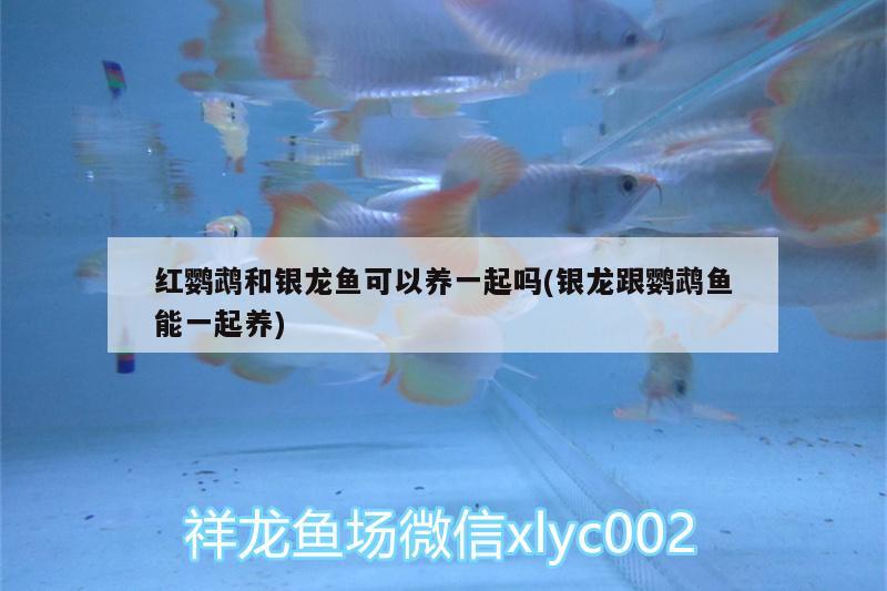 紅龍魚和金龍魚的特征區(qū)別在哪(金龍魚銀龍魚紅龍魚的區(qū)別)