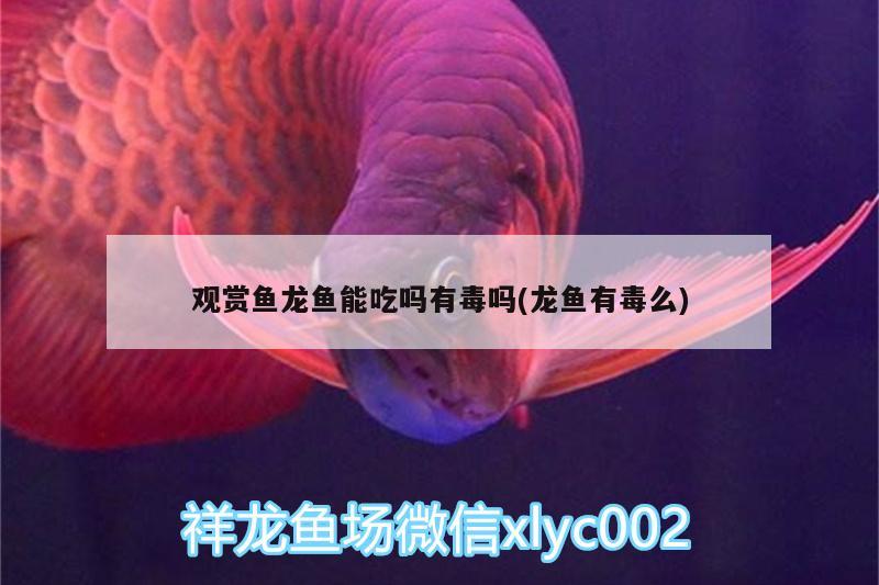 觀賞魚龍魚能吃嗎有毒嗎(龍魚有毒么)