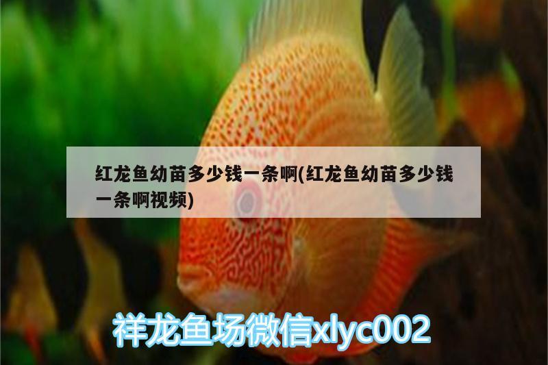 紅龍魚幼苗多少錢一條啊(紅龍魚幼苗多少錢一條啊視頻)