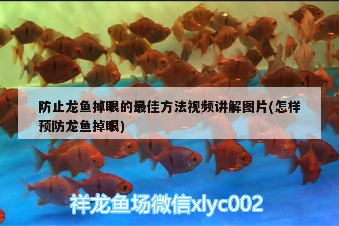 防止龍魚掉眼的最佳方法視頻講解圖片(怎樣預防龍魚掉眼)