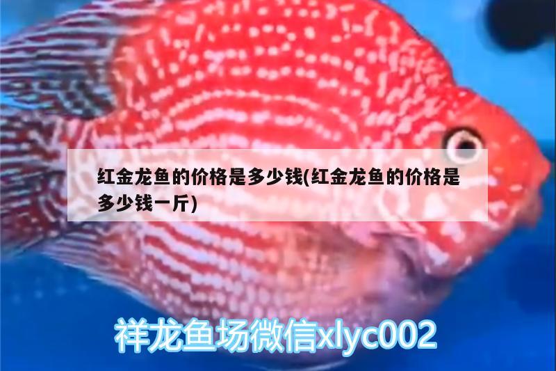 紅金龍魚的價格是多少錢(紅金龍魚的價格是多少錢一斤)