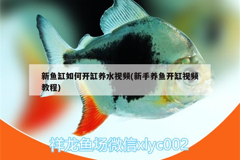 新魚缸如何開缸養(yǎng)水視頻(新手養(yǎng)魚開缸視頻教程) 帝王三間魚